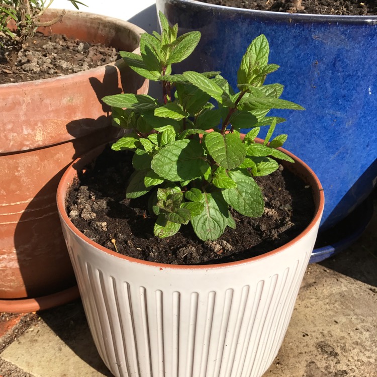 Plant image Mentha spicata 'Spanish'