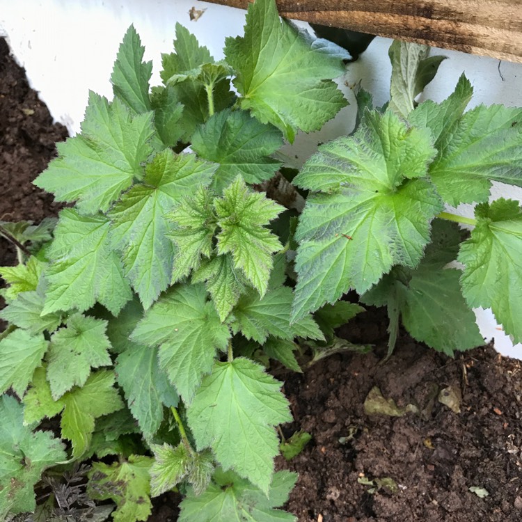 Plant image Anemone hupehensis var. japonica hybrida 'September Charm'