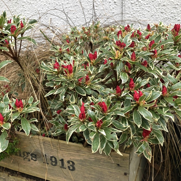 plant image 1000173
