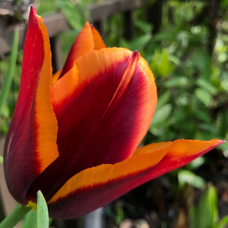 plant image 1001158