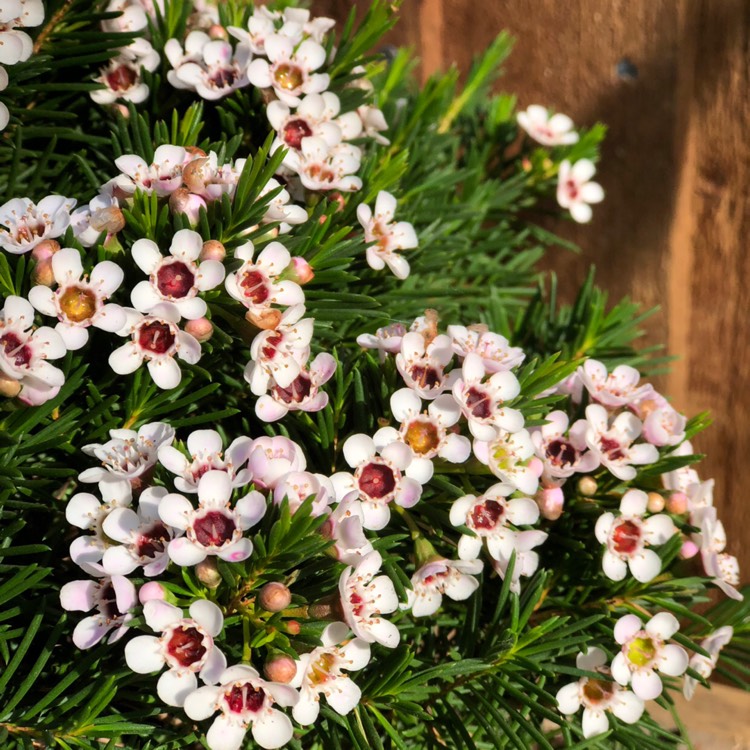 Plant image Chamelaucium uncinatum 'Album'