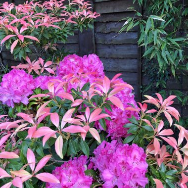 Pieris formosa var. forrestii