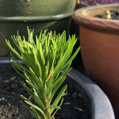 Lilium speciosum