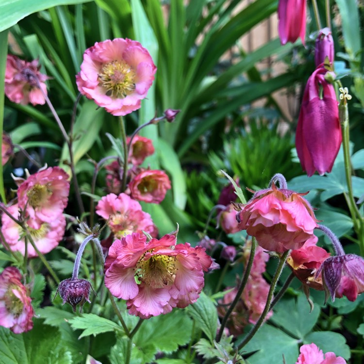 plant image 1021844