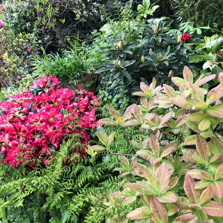 Plant image Rhododendron 'Golden Gate'