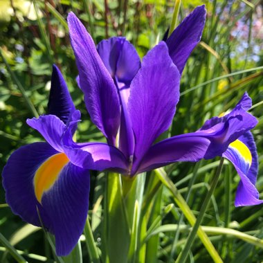 Iris x hollandica 'Blue Magic'