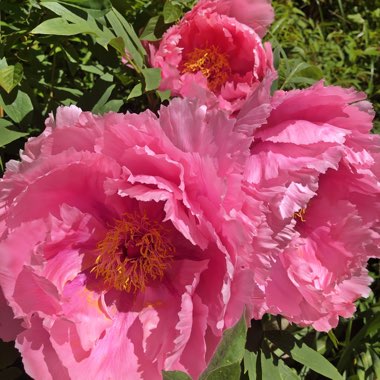 Paeonia x suffruticosa 'Kamada-fuji' syn. Paeonia x suffruticosa 'Kamata-fuji'