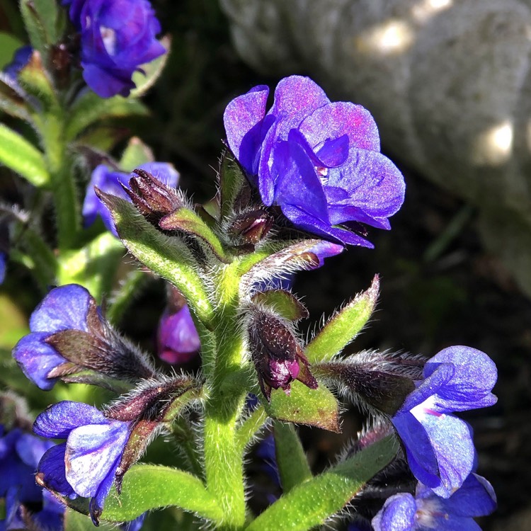 Plant image Anchusa azurea 'Loddon Royalist'