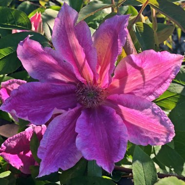 Clematis 'Dr Ruppel'