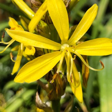 Asphodeline lutea syn. Asphodeline flava ; Asphodelus luteus
