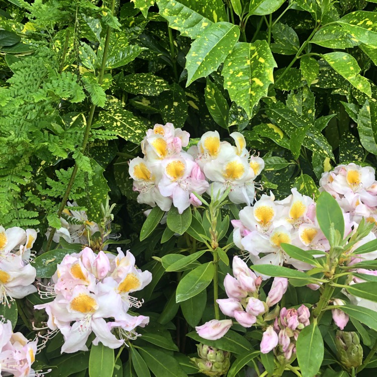 plant image 1055538