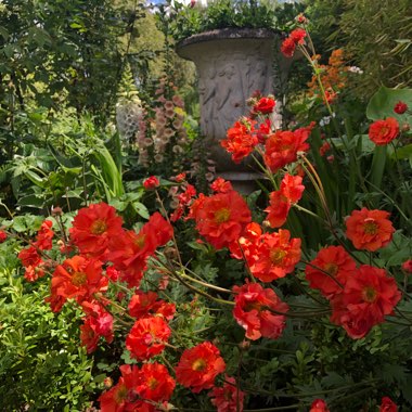 Geum 'Scarlet Tempest'