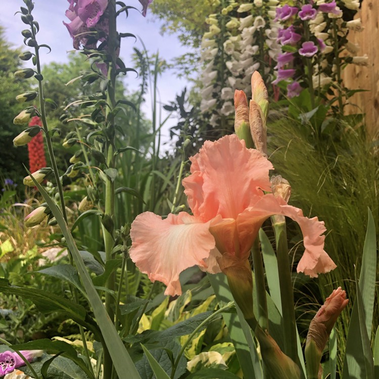 plant image 1064758