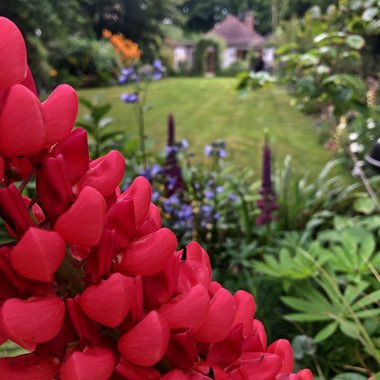Lupinus 'Beefeater'