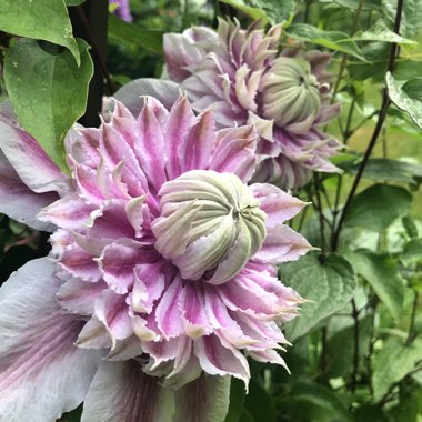 Clematis 'Josephine' (Evijohill)