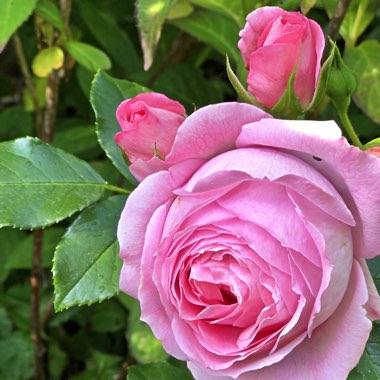 Rosa 'Beacost' syn. Rosa 'Festive Jewel'