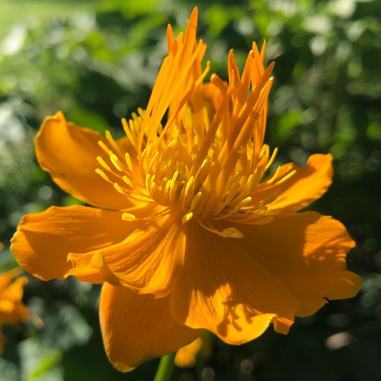 Plant image Trollius chinensis 'Golden Queen'