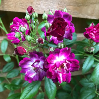 Rosa 'Mehv9601' syn. Rosa 'Perennial Blue', Rosa 'Mehblue'