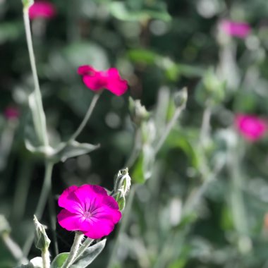 Lychnis coronaria syn. Agrostemma coronaria syn. Agrostemma tomentosum