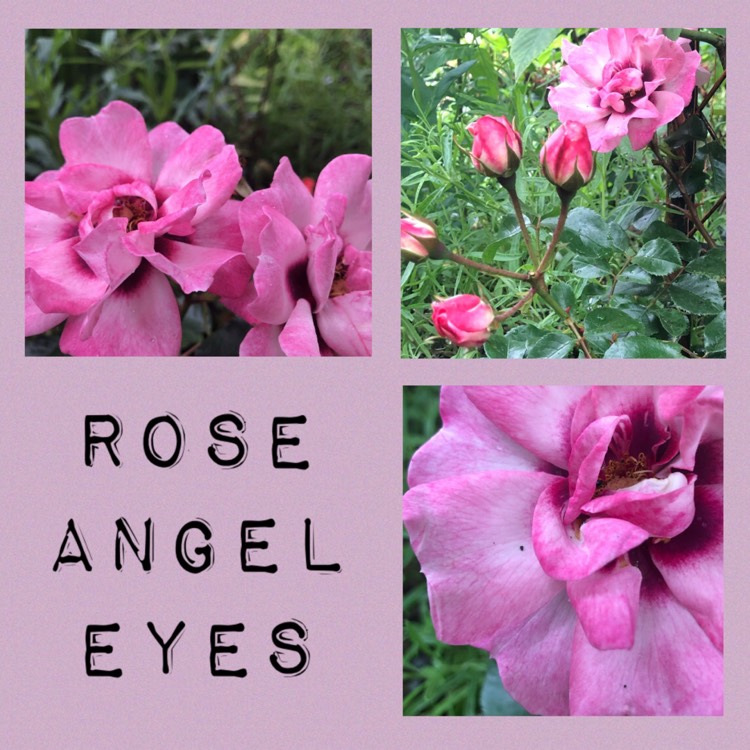 plant image 1090209