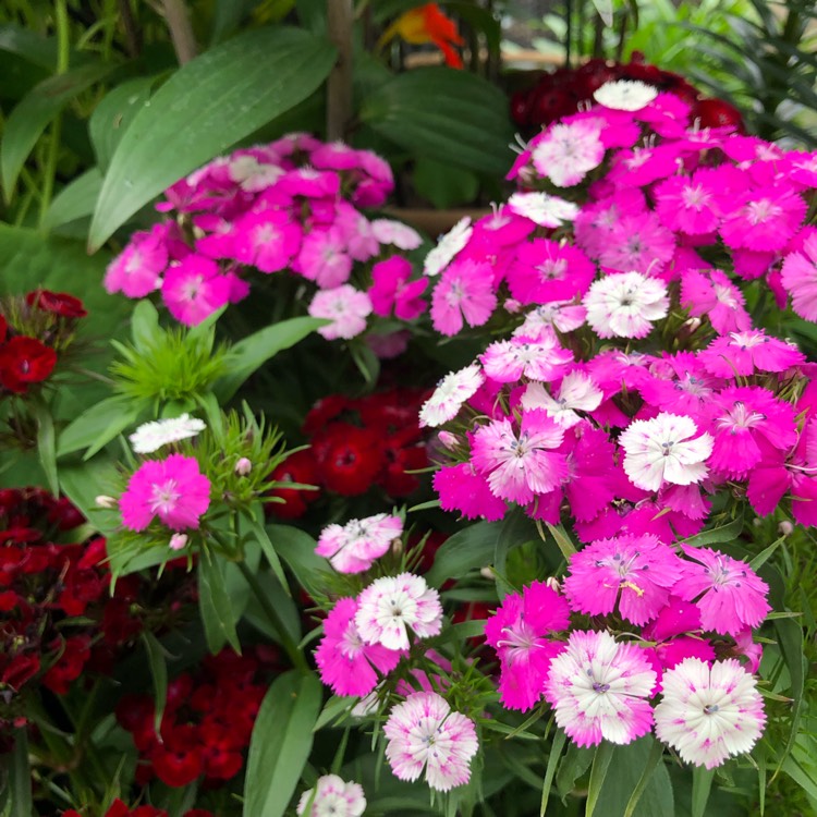 Plant image Dianthus barbatus
