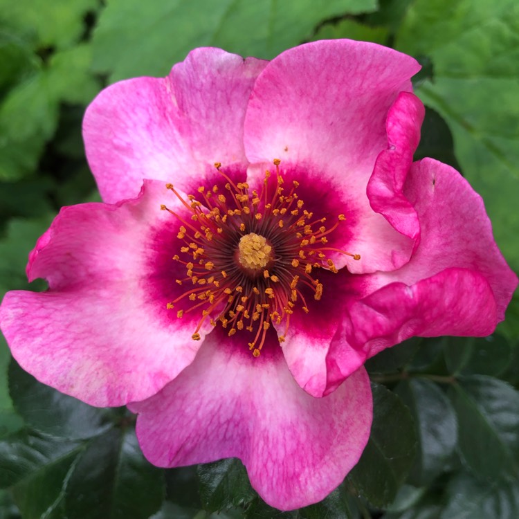 plant image 1091289