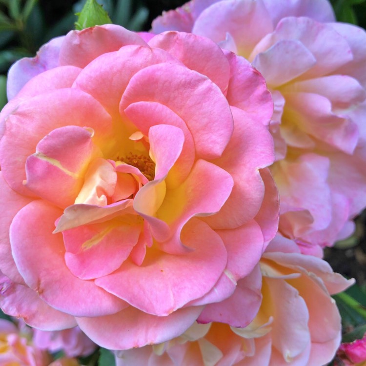 plant image 1094248