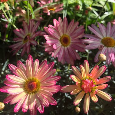 Argyranthemum