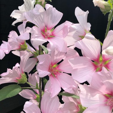 Lavatera x clementii 'Barnsley'