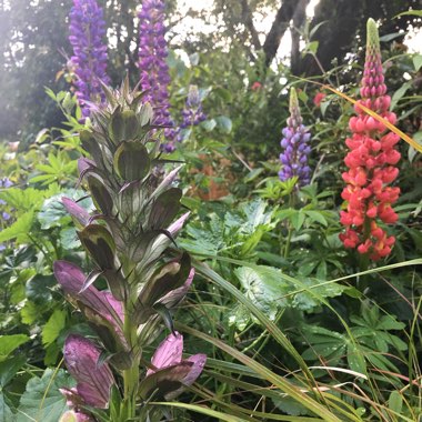 Acanthus mollis