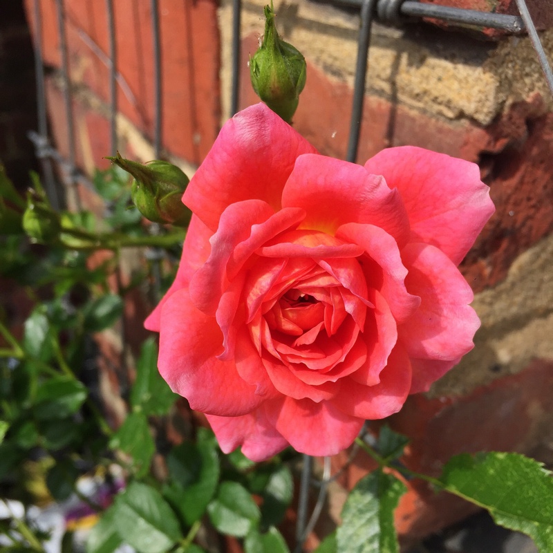 plant image 110972