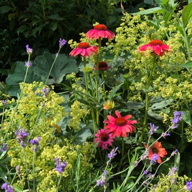 Echinacea 'Tomato Soup' (Prairie Stars Series)