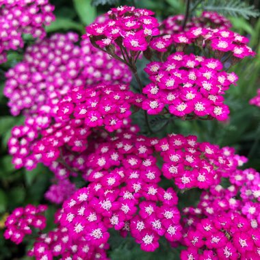 Achillea Millefolium 'Cerise Queen' syn. Achillea Millefolium 'Cherry Queen'