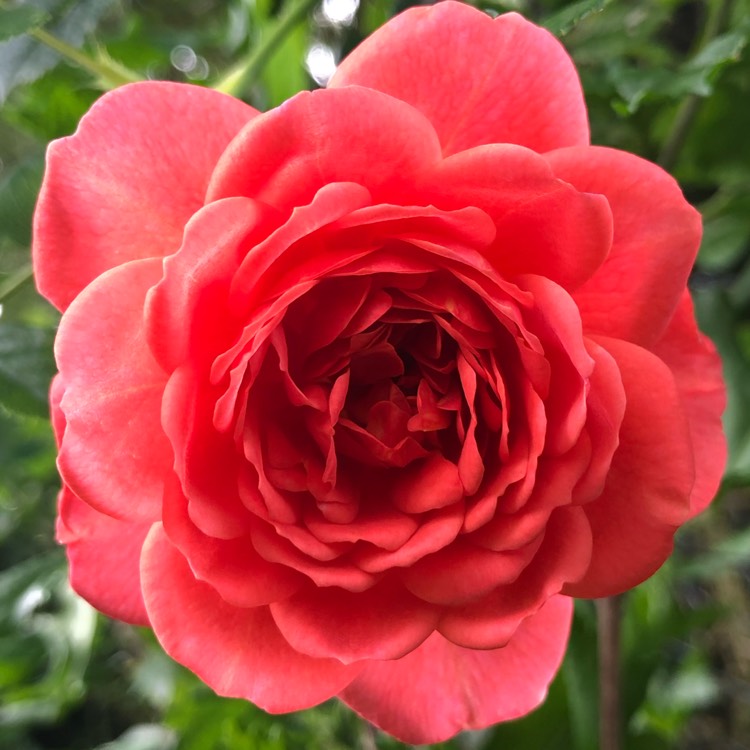 Plant image Rosa 'Chewalibaba' syn. Rosa 'Ali Baba', Rosa 'Sunset Glow', Rosa 'Schloss Bad Homburg', Rosa 'Alibaba'