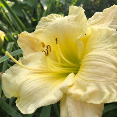 Hemerocallis 'Gentle Shepherd'
