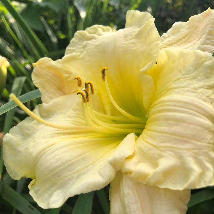 plant image 1131707