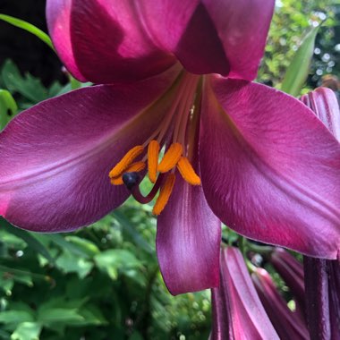 Lilium 'Purple Prince'