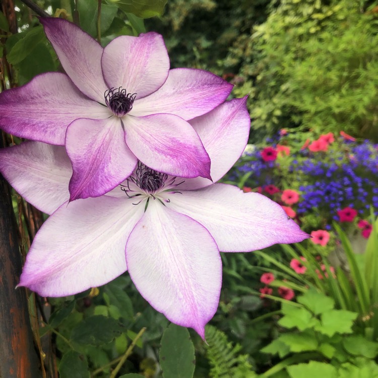 Plant image Clematis 'Fond Memories'