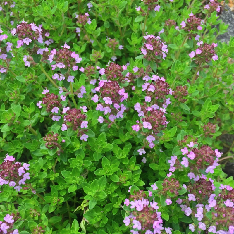 plant image 113819
