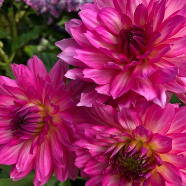 Dahlia (Bedding Varieties)