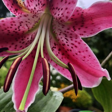 Lilium 'Black Beauty'