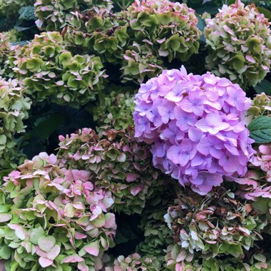 Hydrangea