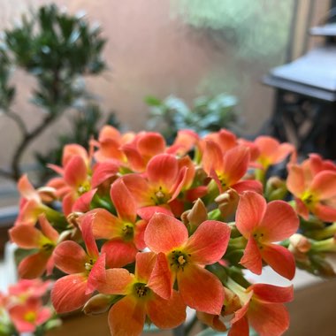 Kalanchoe ‘Dorothy'