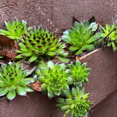 Jovibarba arenaria