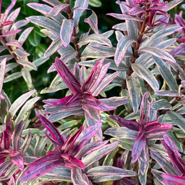 Hebe 'Wild Romance'