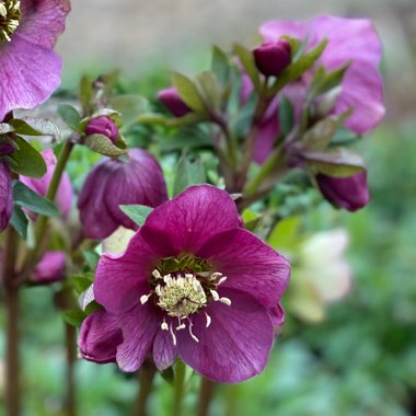 Helleborus