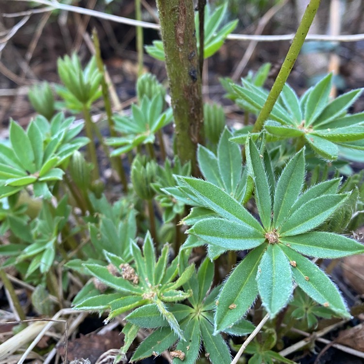 plant image 1227917