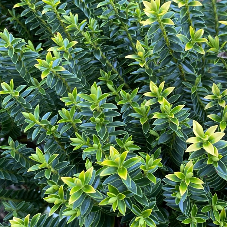 Plant image Hebe buxifolia
