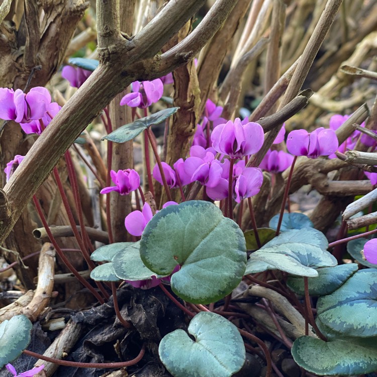 Plant image Cyclamen coum