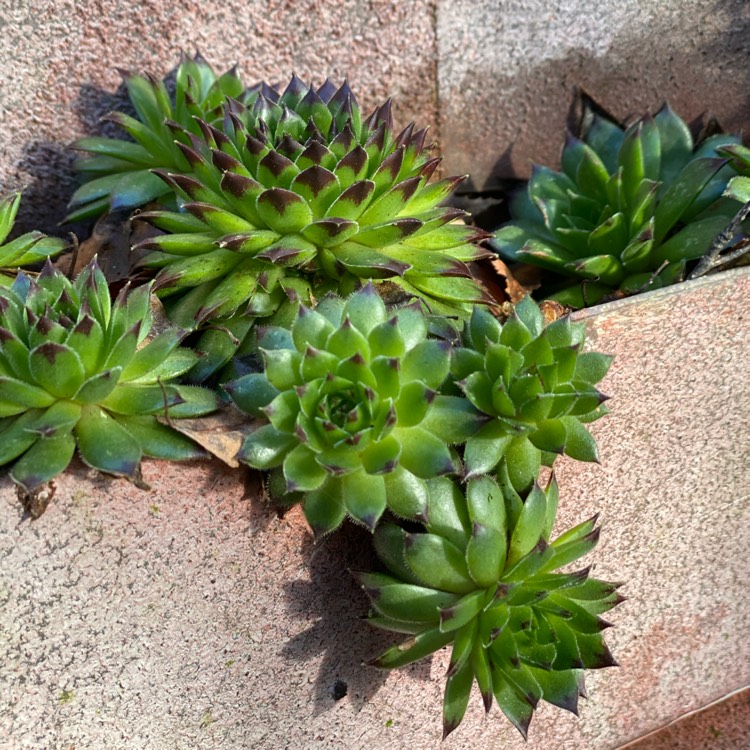 plant image 1239926
